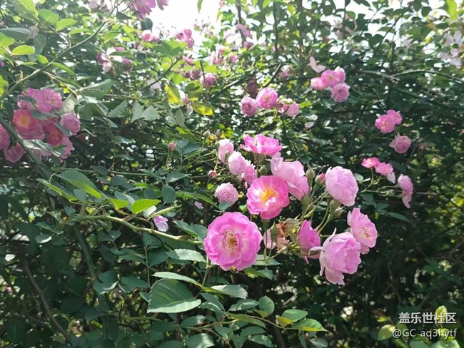 【春风有信】蔷薇花