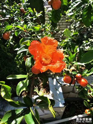 【生活的写意】+ 阳台的花园
