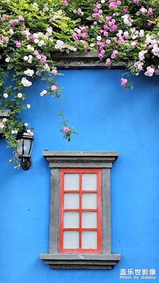 蔷薇花