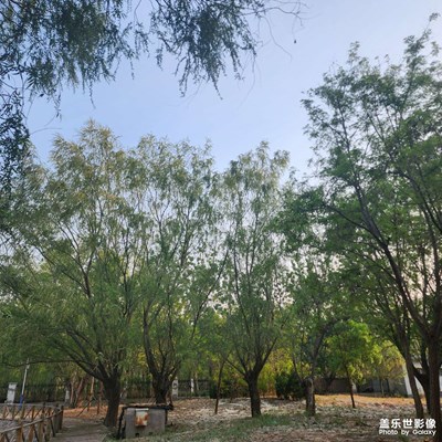 生活的写意 清早随拍