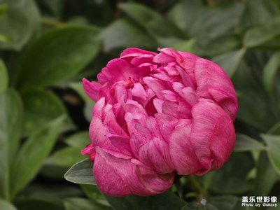 【生活的写意】花市闲逛随手拍
