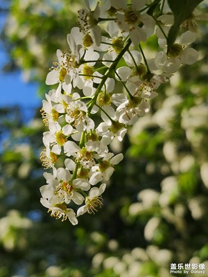 【生活的写意】小区里的北美稠李