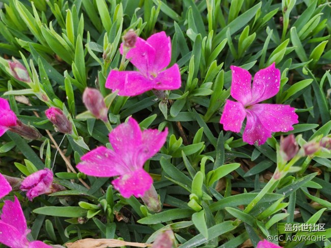 #花之语——春暖花开