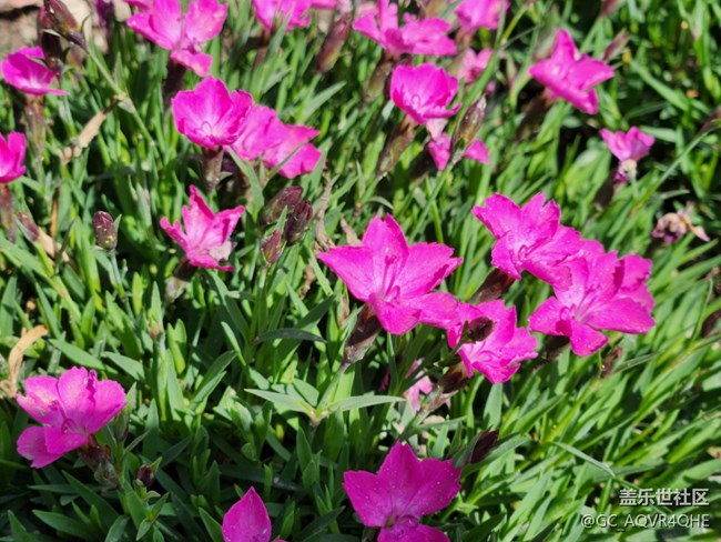 #花之语——春暖花开