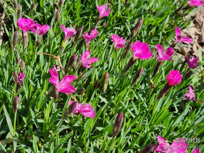 #花之语——春暖花开