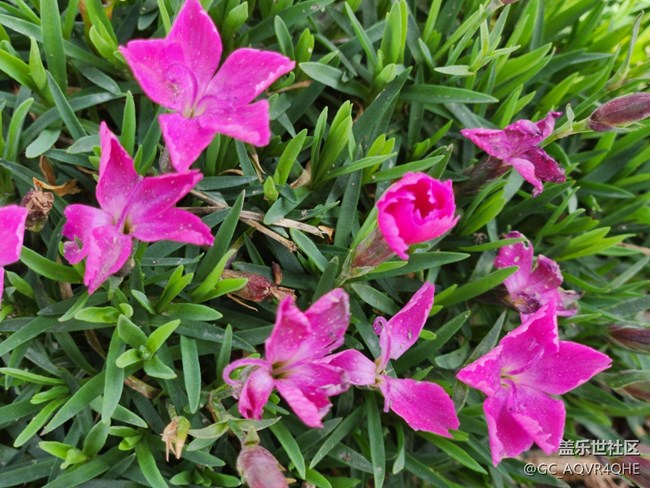 #花之语——春暖花开