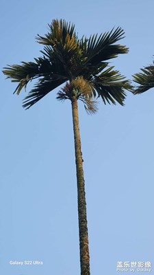 槟榔