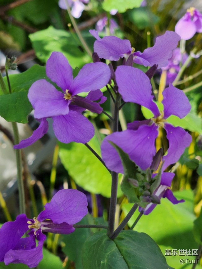 【春日影像诗】+四瓣花
