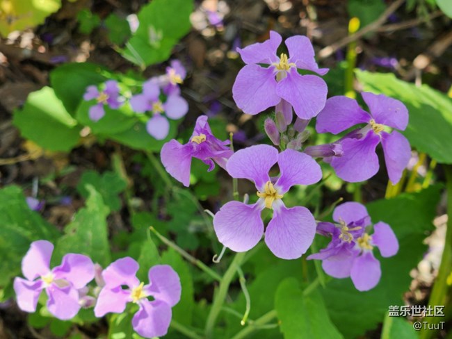 【春日影像诗】+四瓣花