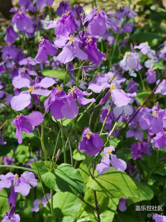 【春日影像诗】+四瓣花
