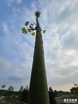 【最美人间四月天】+ 绿色的季节