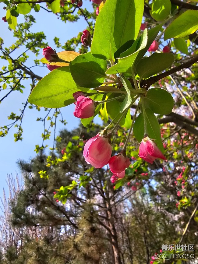 【春日影像诗】+美丽的花