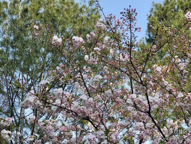 【共赴花期】樱花绽放
