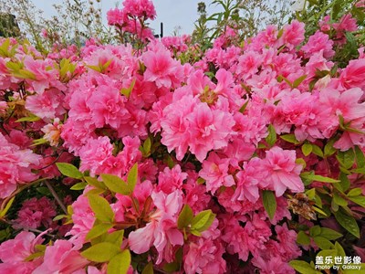 【最美人间四月天】+杜鹃花