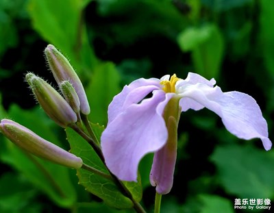 【最美人间四月天】+百花盛开