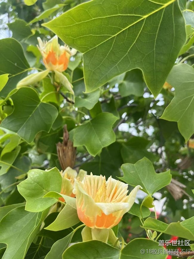 【春风有信】鹅掌楸