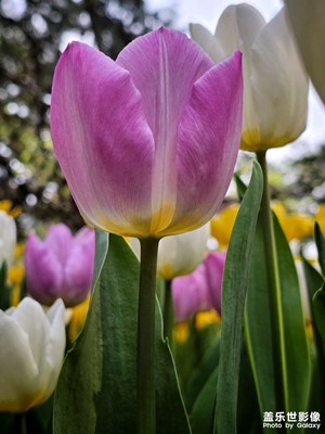 【最美人间四月天】郁金香花海