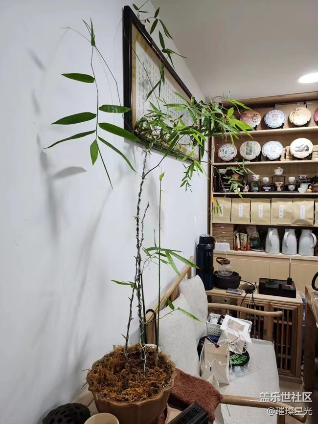 【春日影像诗】禅茶一味