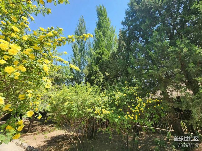 【春日影像诗】绿树成荫黄花盛开