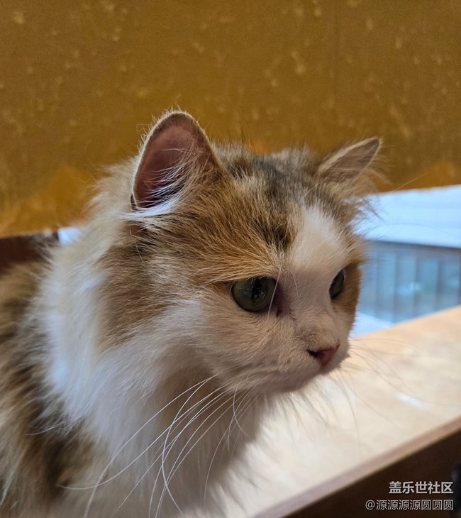 Galaxy S24眼中的猫猫