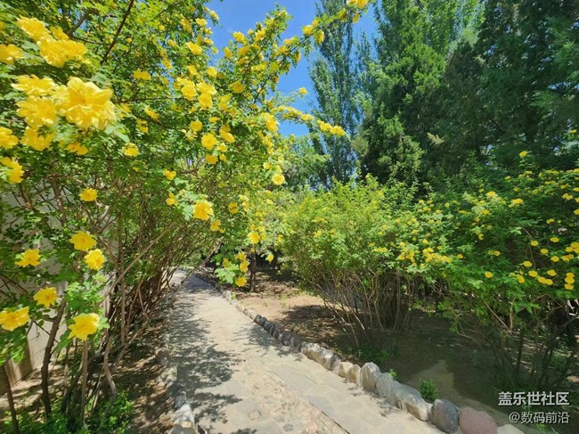 【春日影像诗】绿树成荫黄花盛开
