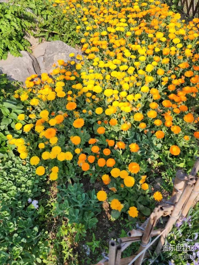 【春日影像诗】待到山花烂漫时