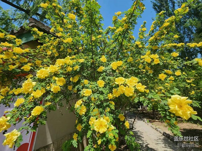【春日影像诗】绿树成荫黄花盛开