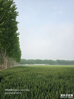 希望的田野