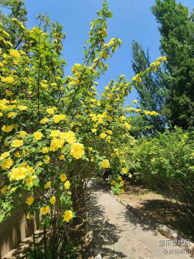 【春日影像诗】绿树成荫黄花盛开
