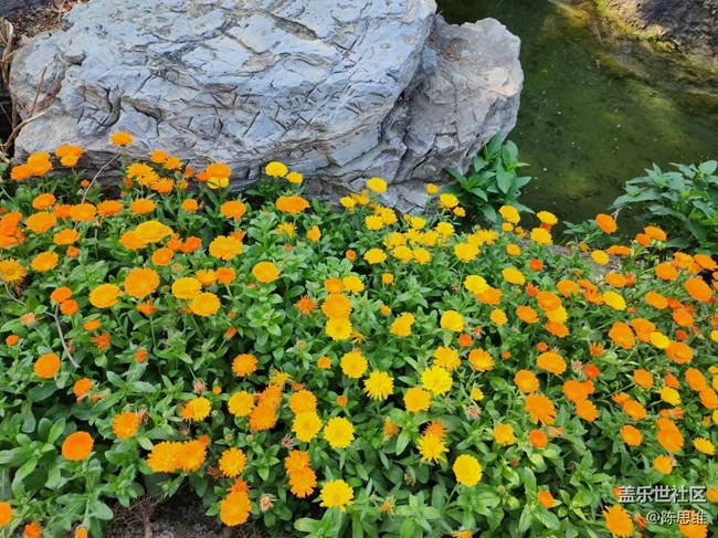 【春日影像诗】待到山花烂漫时