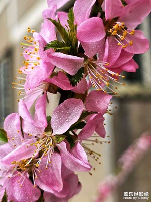 【最美人间四月天】四月芳菲