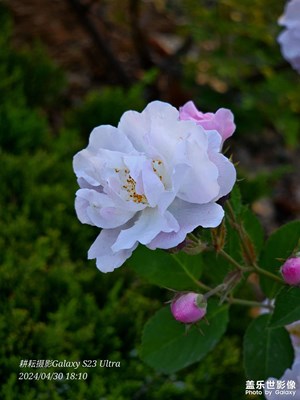 我们的繁花……