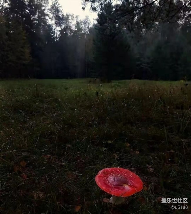【轻夏趣生活】采蘑菇