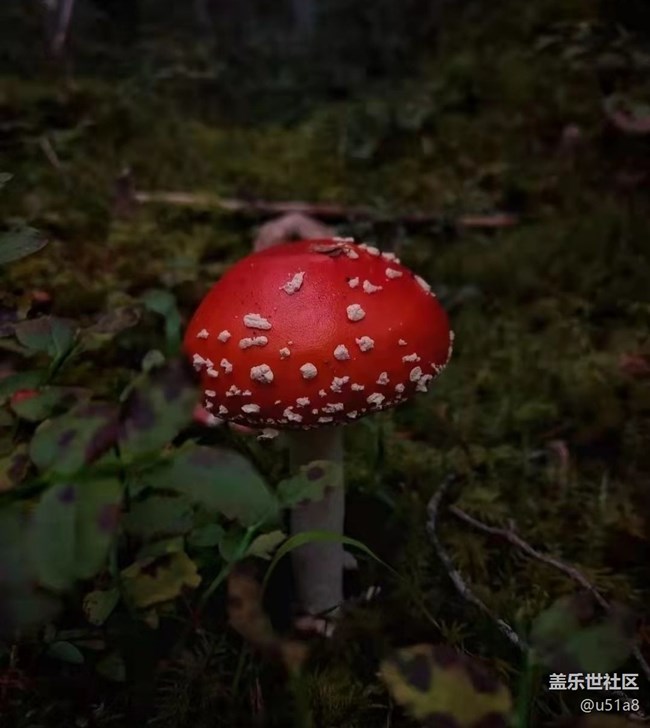 【轻夏趣生活】采蘑菇