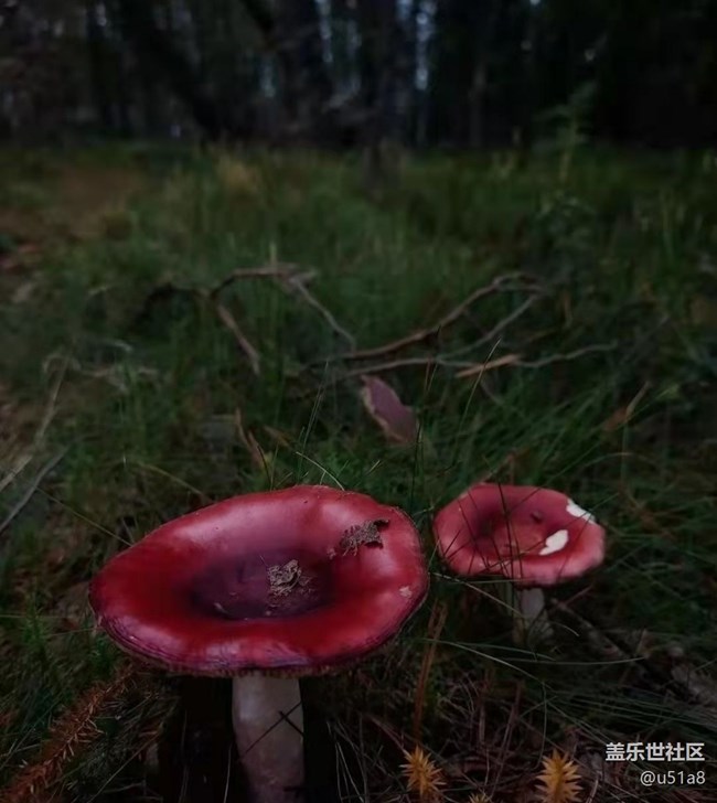 【轻夏趣生活】采蘑菇