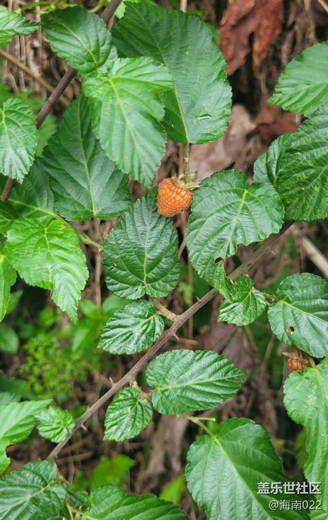 【去有风的地方】野草莓