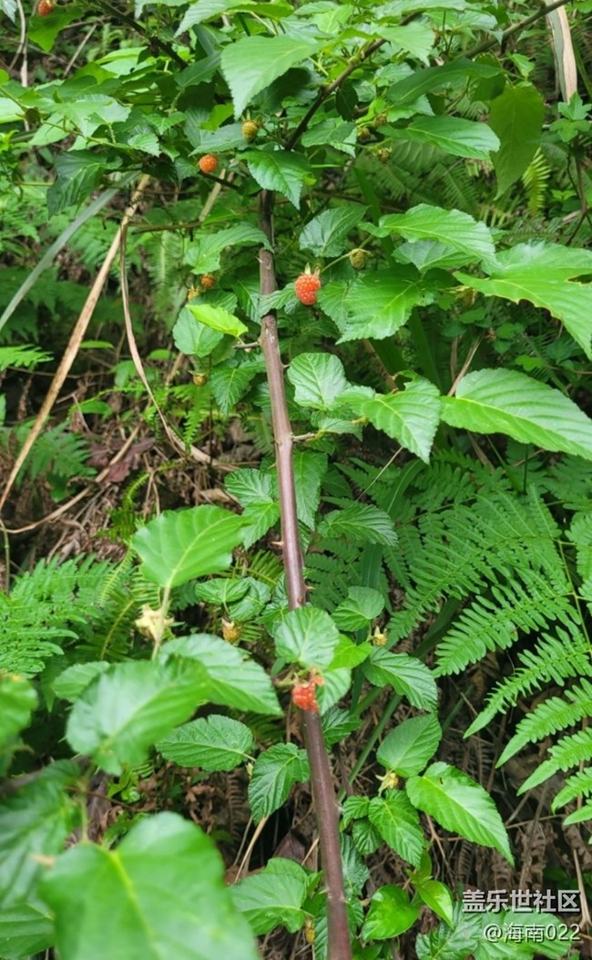 【去有风的地方】野草莓