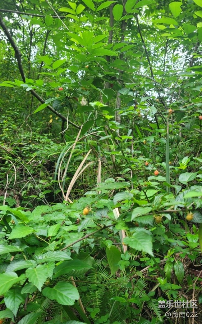 【去有风的地方】野草莓