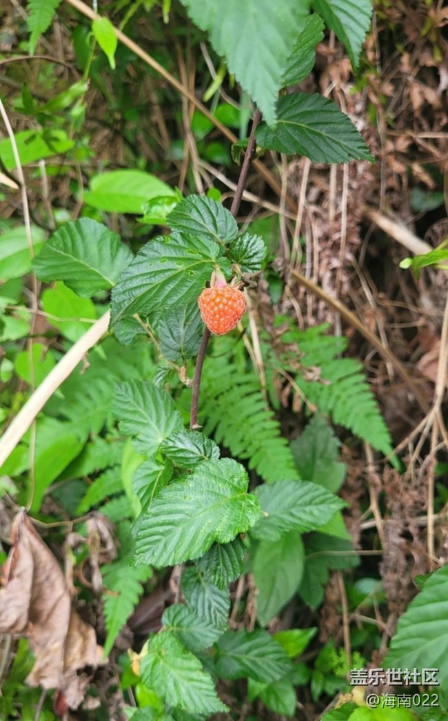 【去有风的地方】野草莓