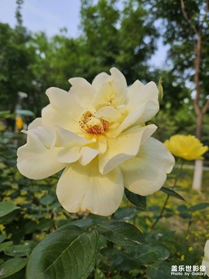【快乐假日】+ 公园赏花