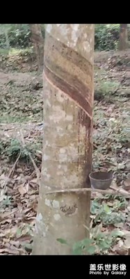 橡胶树