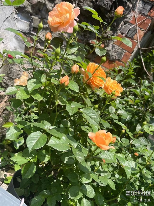 【捕捉初夏之美】种花