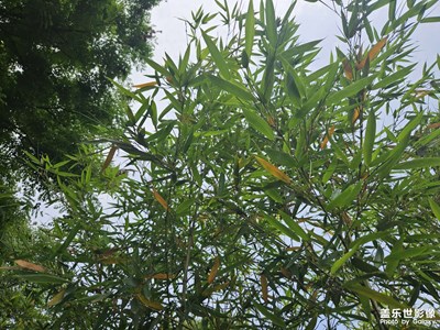 【快乐假日】+春日好时节