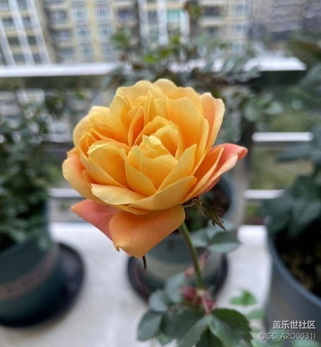 【捕捉初夏之美】花季