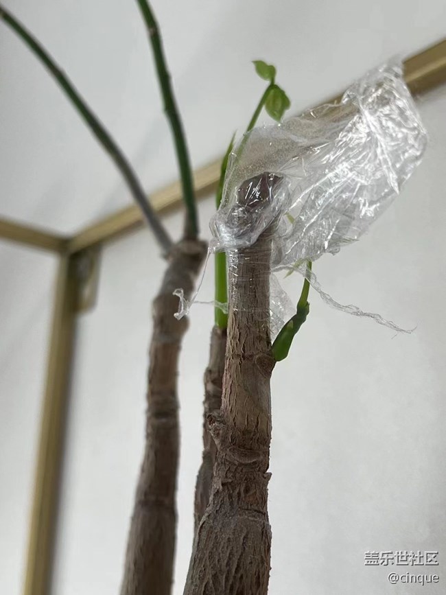 【捕捉初夏之美】种花