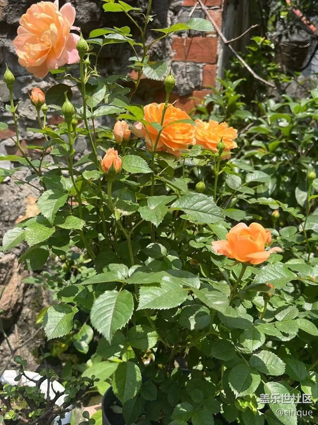 【捕捉初夏之美】种花