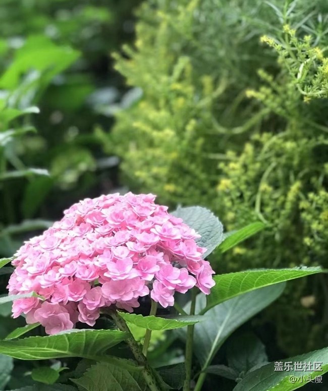 【捕捉初夏之美】绣球花