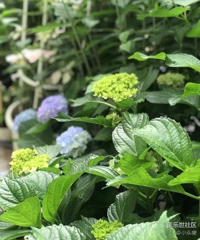 【捕捉初夏之美】绣球花