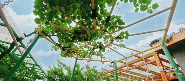 【去有风的地方】花开了