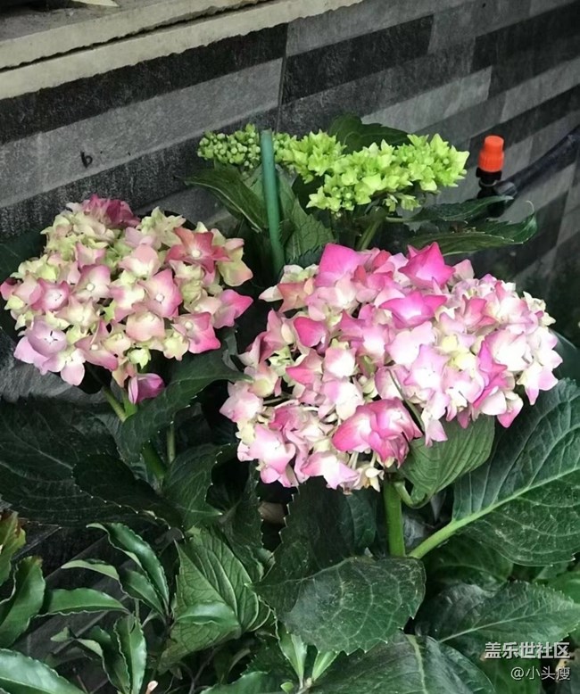 【捕捉初夏之美】绣球花